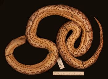 Media type: image;   Herpetology R-53220